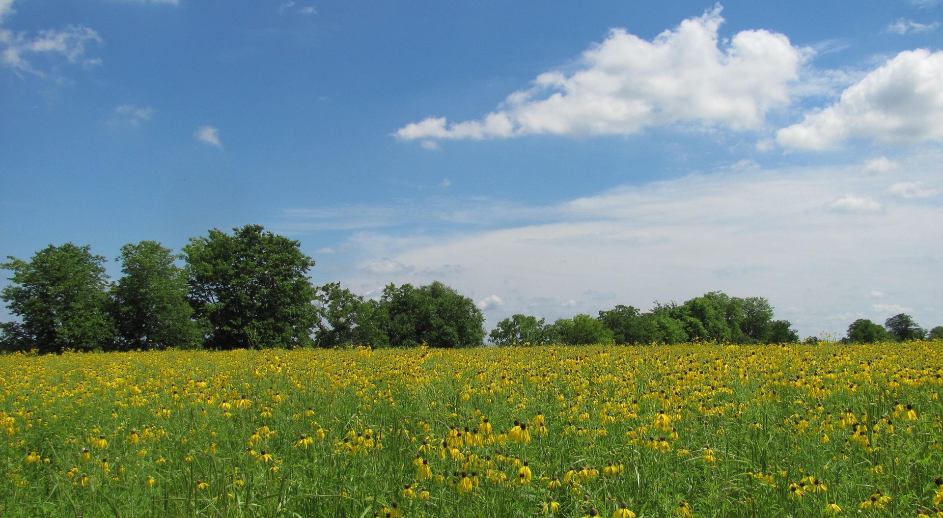 A field of yellow flowers with trees in the background and a blue sky with clouds