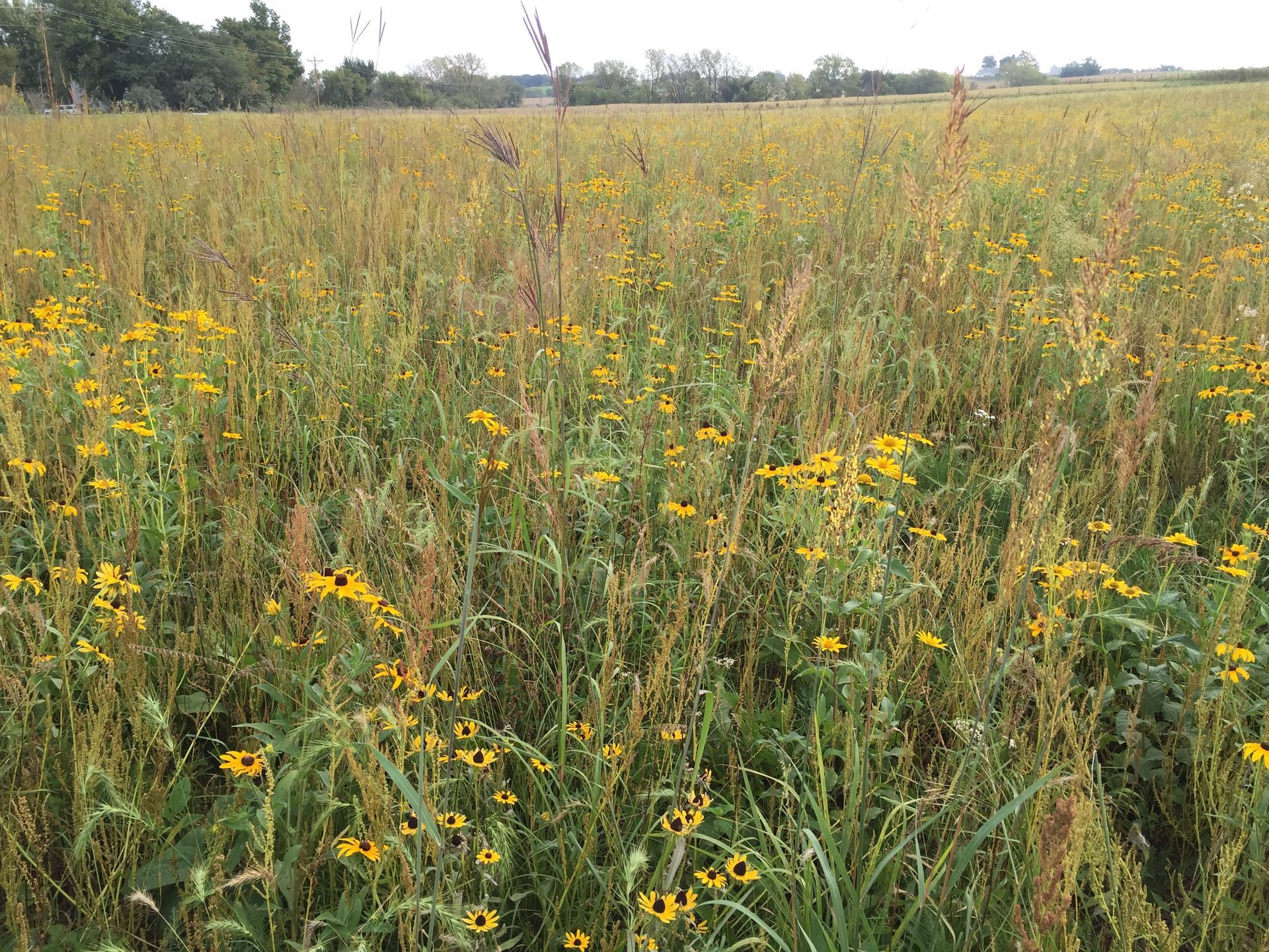 A field of tall grass and yellow flowers with trees in the background.