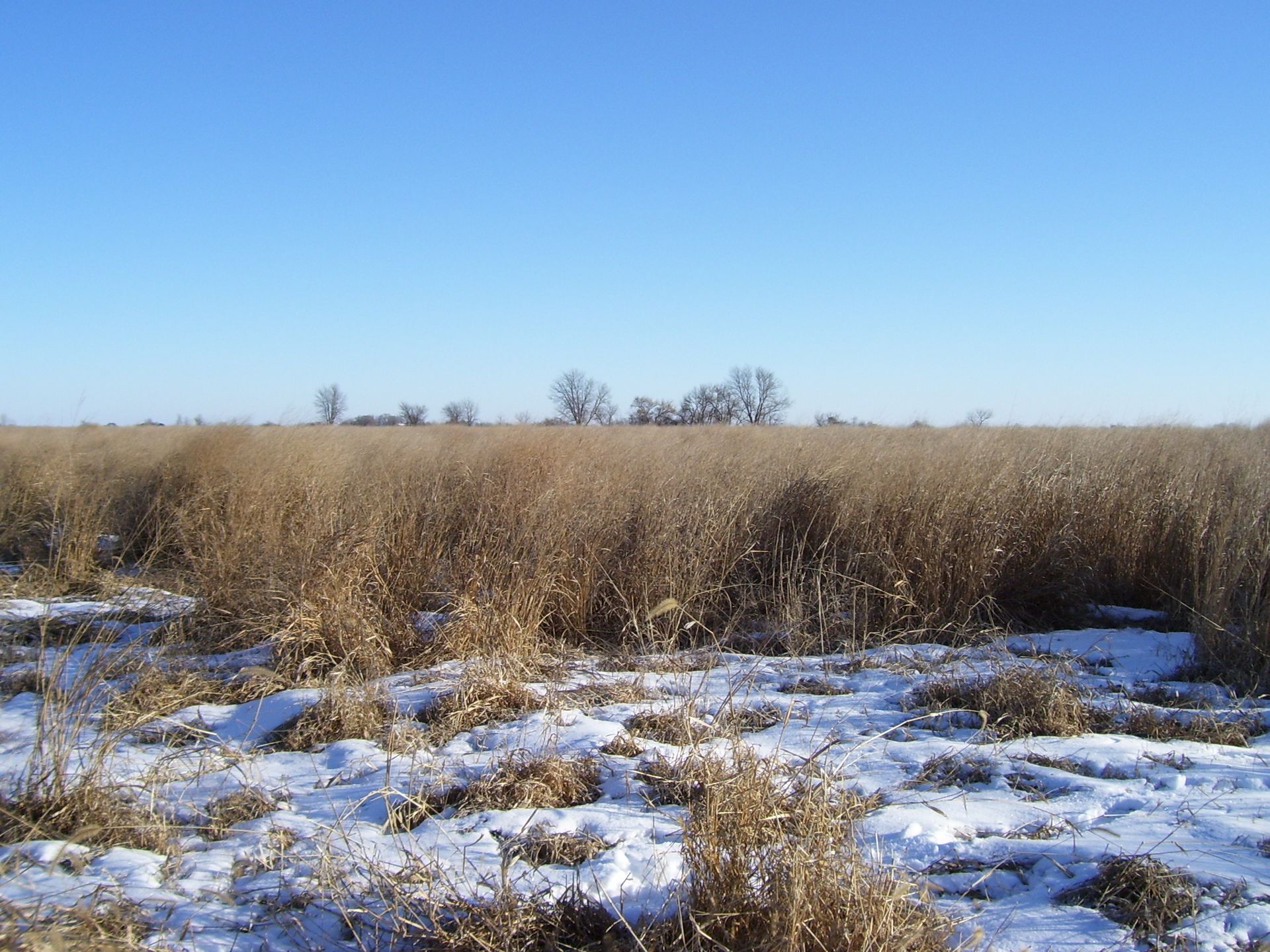 A snowy field with tall grass and trees in the background