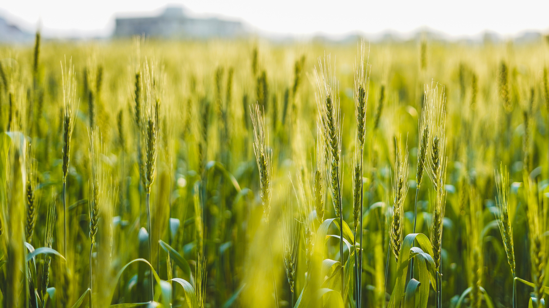 A close up of a field of wheat growing in the sun.