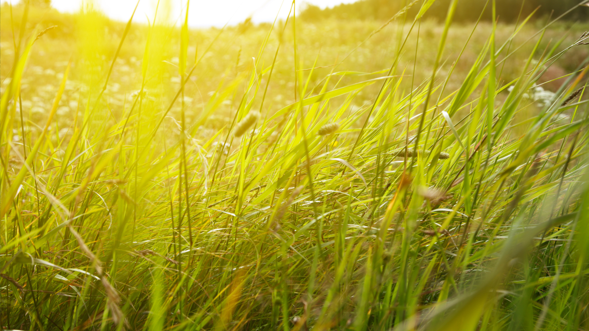 A group of chickens are eating from a feeder
