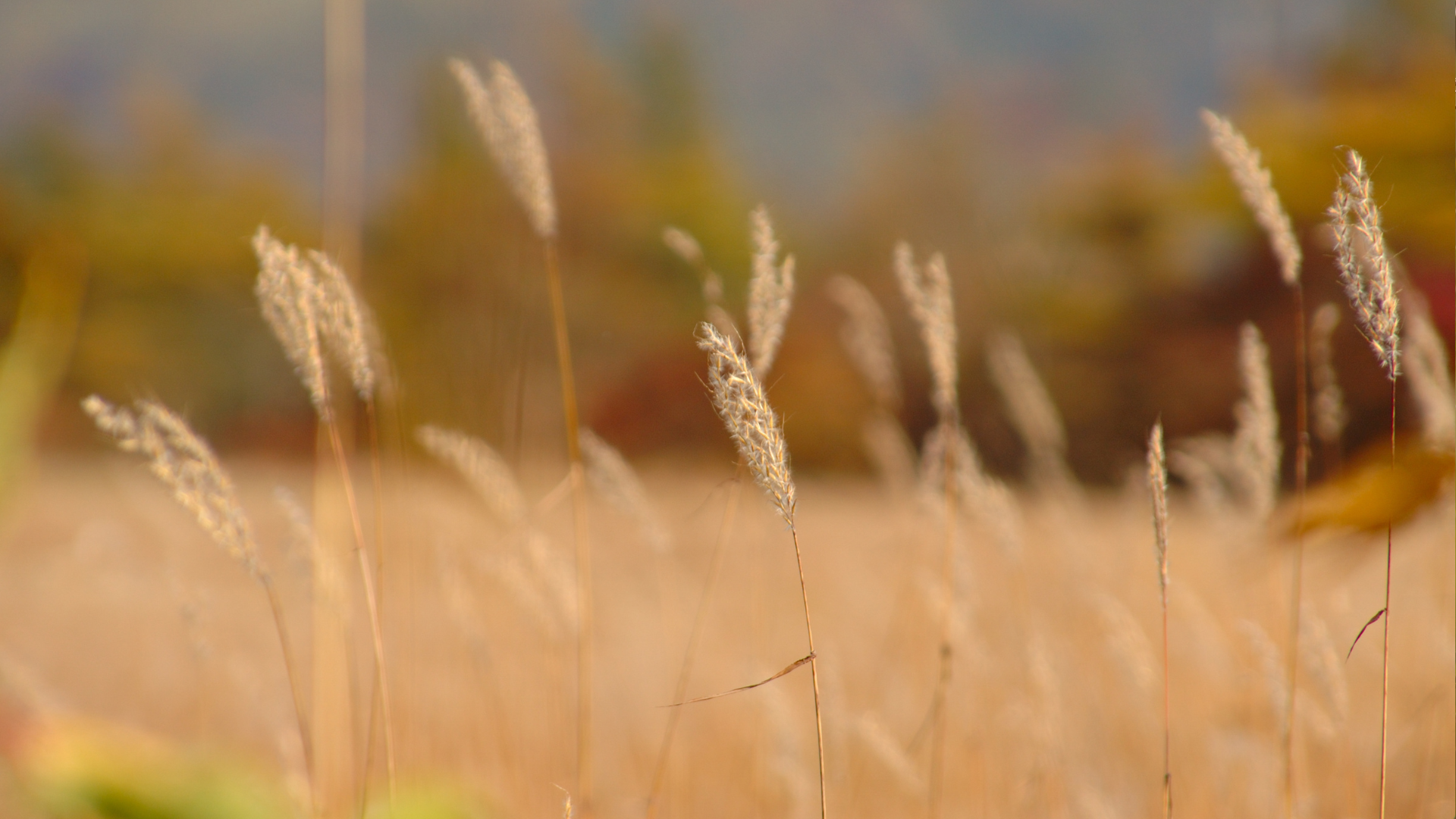 Two plastic containers are sitting in a field of plants.