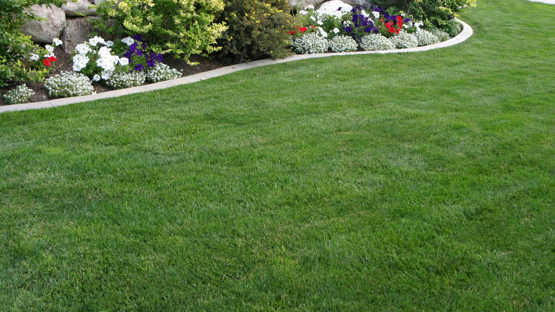 A field of cabbage is being watered with sprinklers.