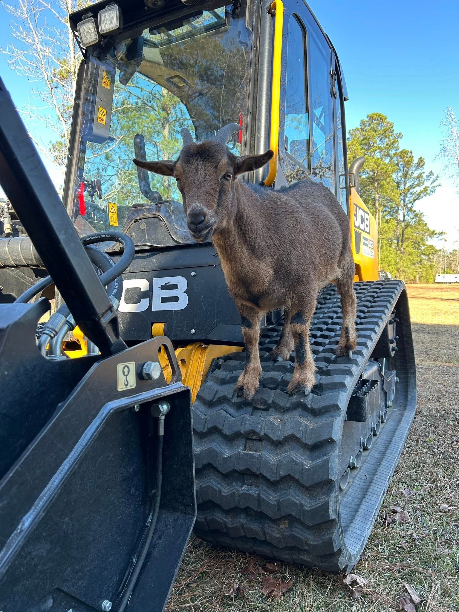 Goat standing on the track of a yellow JCB skid steer, looking at the camera.