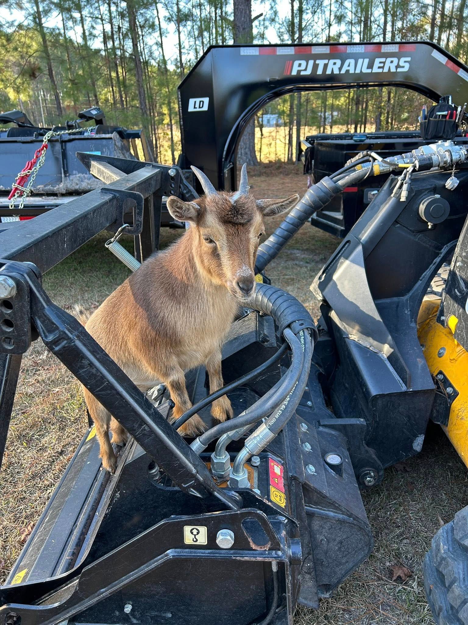 Goat standing on machinery next to a trailer outdoors.