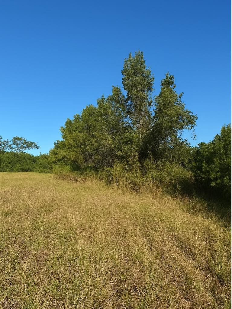 Grassy field edge with trees against a clear blue sky.