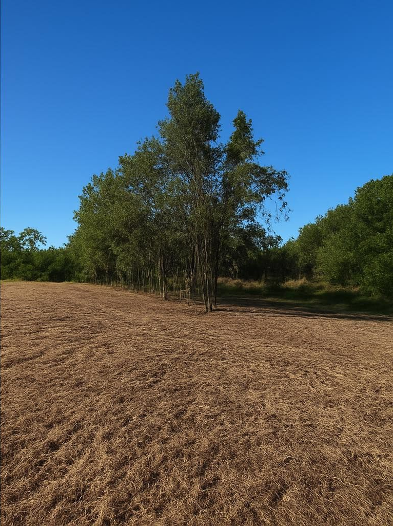 Tree in a field of brown brush against a bright blue sky.