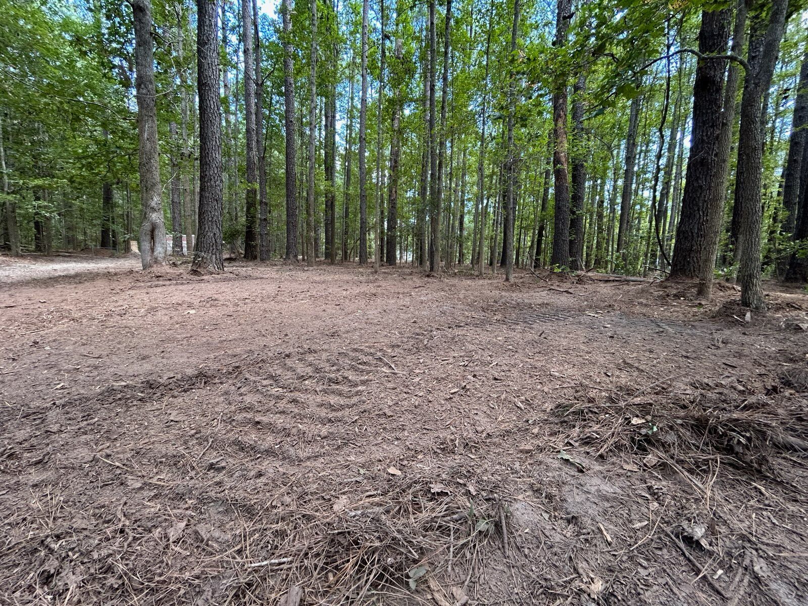 Clearing in a forest with dirt ground and tall trees.