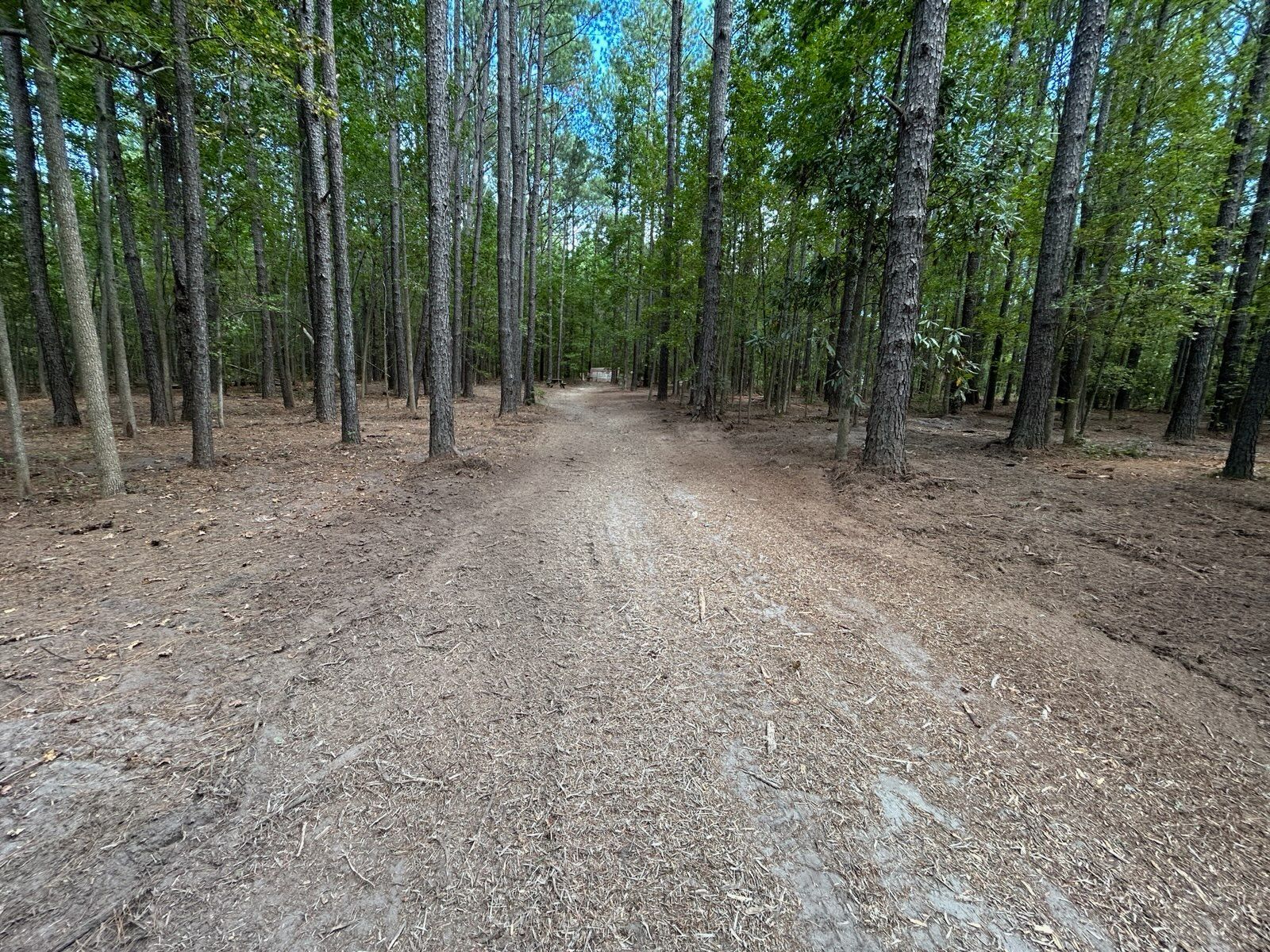 Dirt path through a pine forest, leading toward the bright sky.