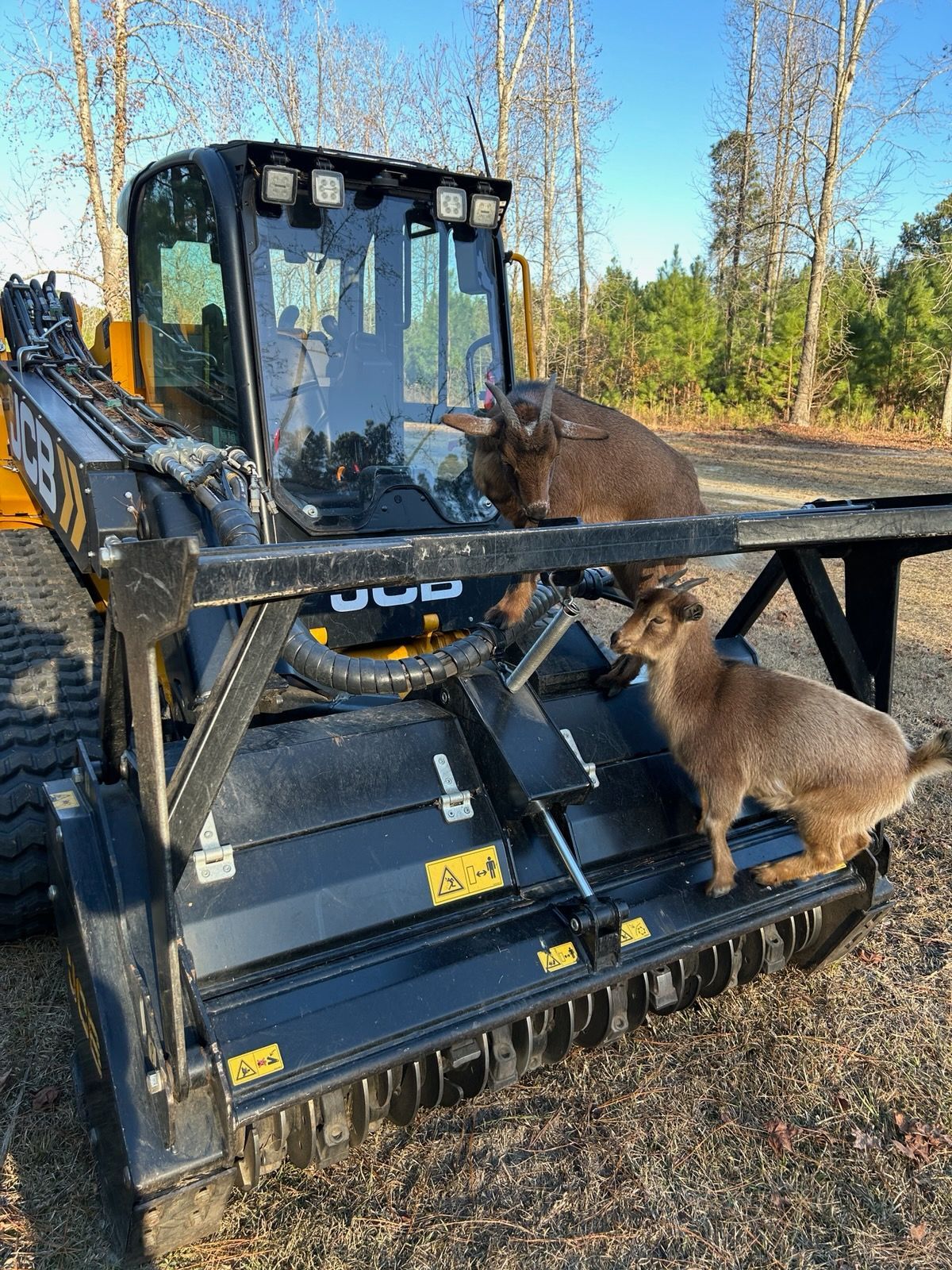Two goats standing on a black JCB brush cutter. Forest background, sunny.
