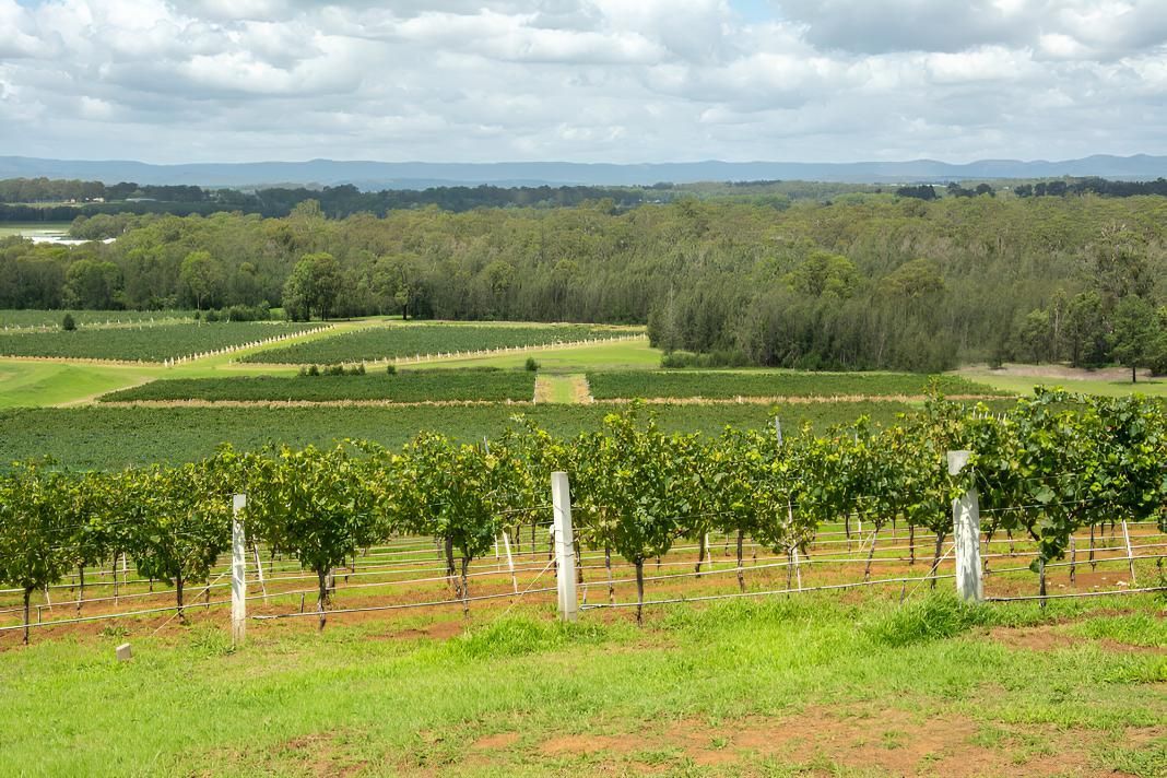 A View of a Vineyard With Trees and a Blue Sky in the Background — Cessnock Batteries In Kurri Kurri, NSW