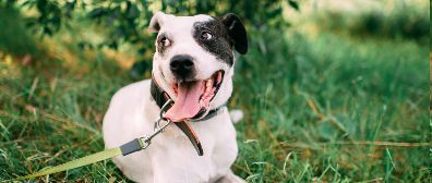 White and black dog with leash sits in grass, panting with its tongue out.