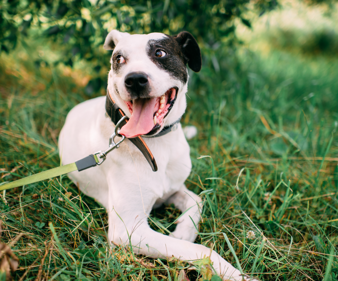 White dog with black markings rests on grass, tongue out, wearing a collar and leash.