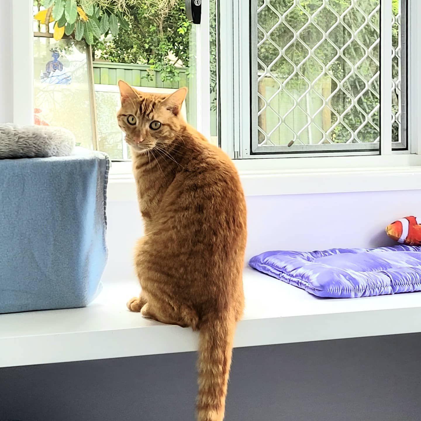 An Orange Cat Is Sitting On A Window Sill Looking Out The Window — Whispurrs Cat Retreat in Beerburrum, QLD