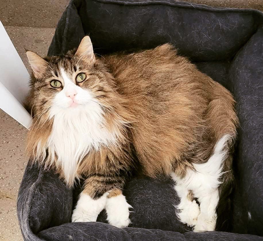 A Brown And White Cat Is Laying In A Black Box — Whispurrs Cat Retreat in Beerburrum, QLD