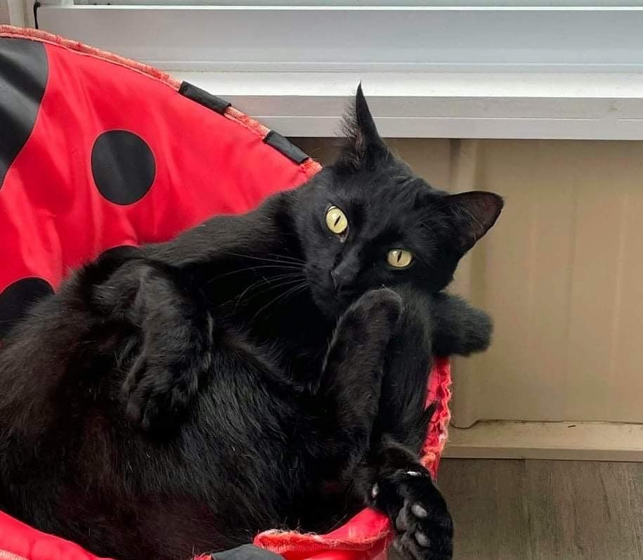 A Black Cat Is Laying In A Red Ladybug Chair — Whispurrs Cat Retreat in Beerburrum, QLD