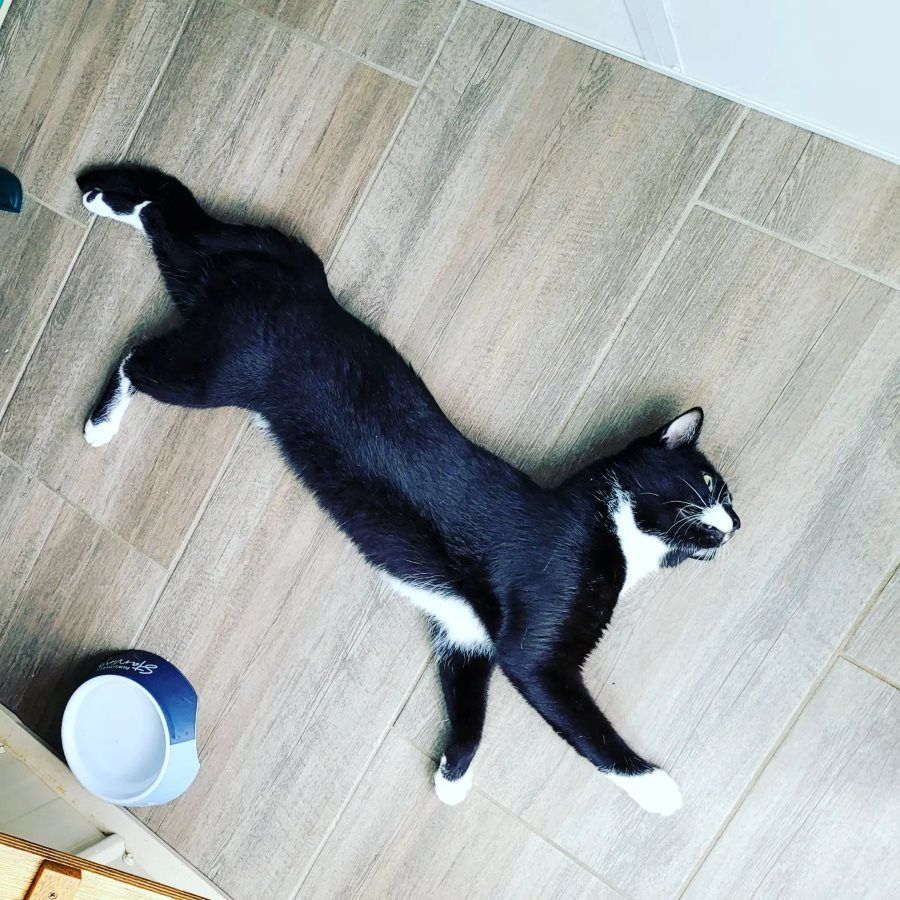 A Black And White Cat Laying On Its Back Next To A Blue Bowl — Whispurrs Cat Retreat in Beerburrum, QLD