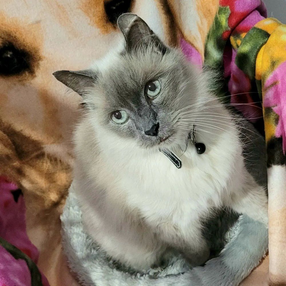 A Cat Is Laying On A Blanket With A Dog In The Background — Whispurrs Cat Retreat in Beerburrum, QLD