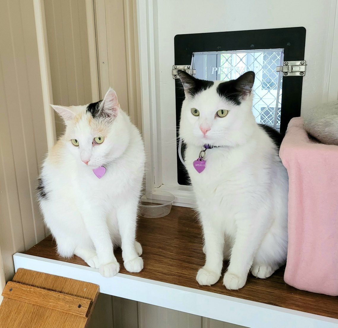 Two White Cats Sitting Next To Each Other On A Shelf — Whispurrs Cat Retreat in  Beerburrum, QLD