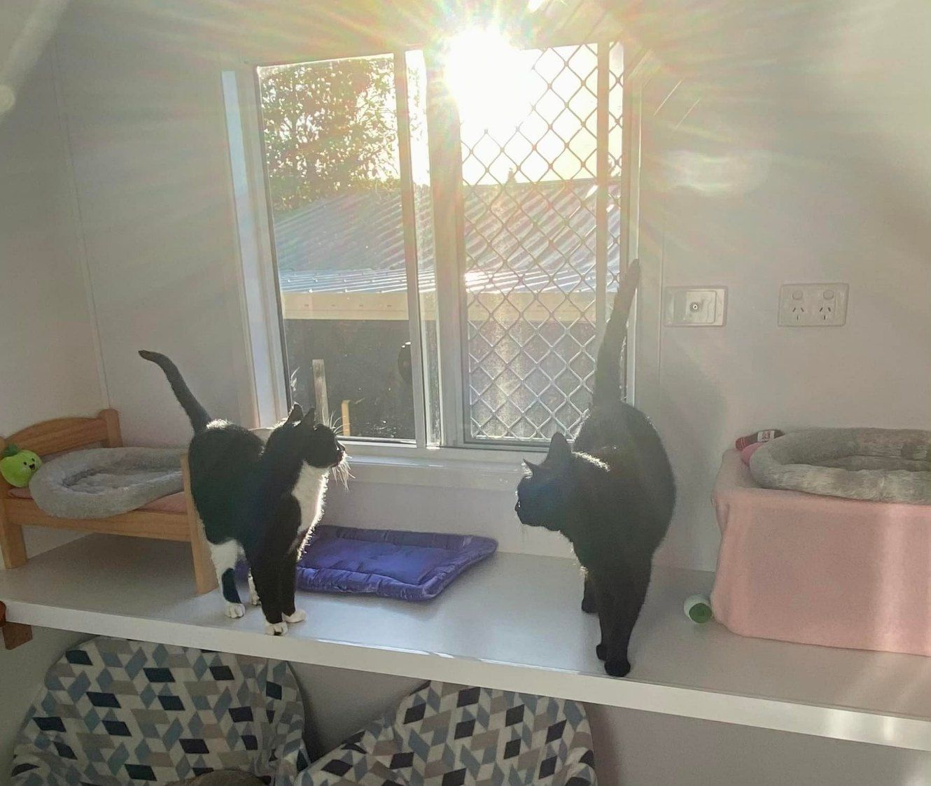 Two Cats Are Standing In Front Of A Window In A Room — Whispurrs Cat Retreat in  Beerburrum, QLD