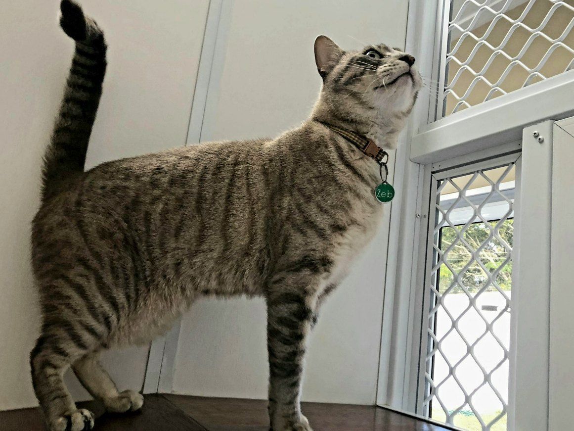 A Cat Is Standing In Front Of A Window Looking Out — Whispurrs Cat Retreat in  Beerburrum, QLD