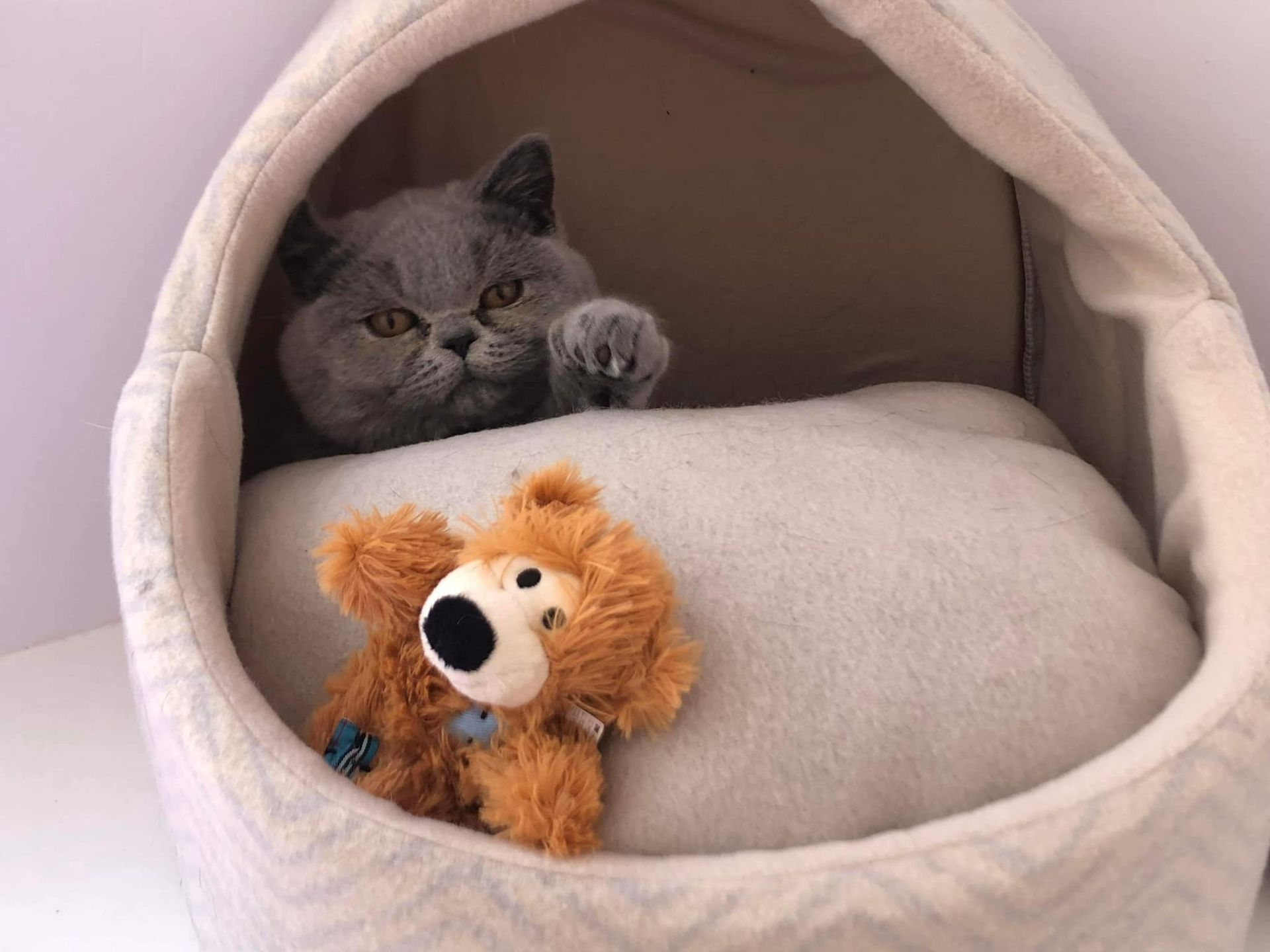 A Cat Is Sitting In A Cat Bed Next To A Teddy Bear — Whispurrs Cat Retreat in  Beerburrum, QLD