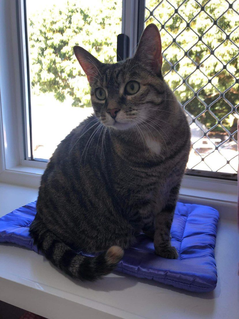 A Cat Is Sitting On A Blue Cushion On A Window Sill — Whispurrs Cat Retreat in  Beerburrum, QLD