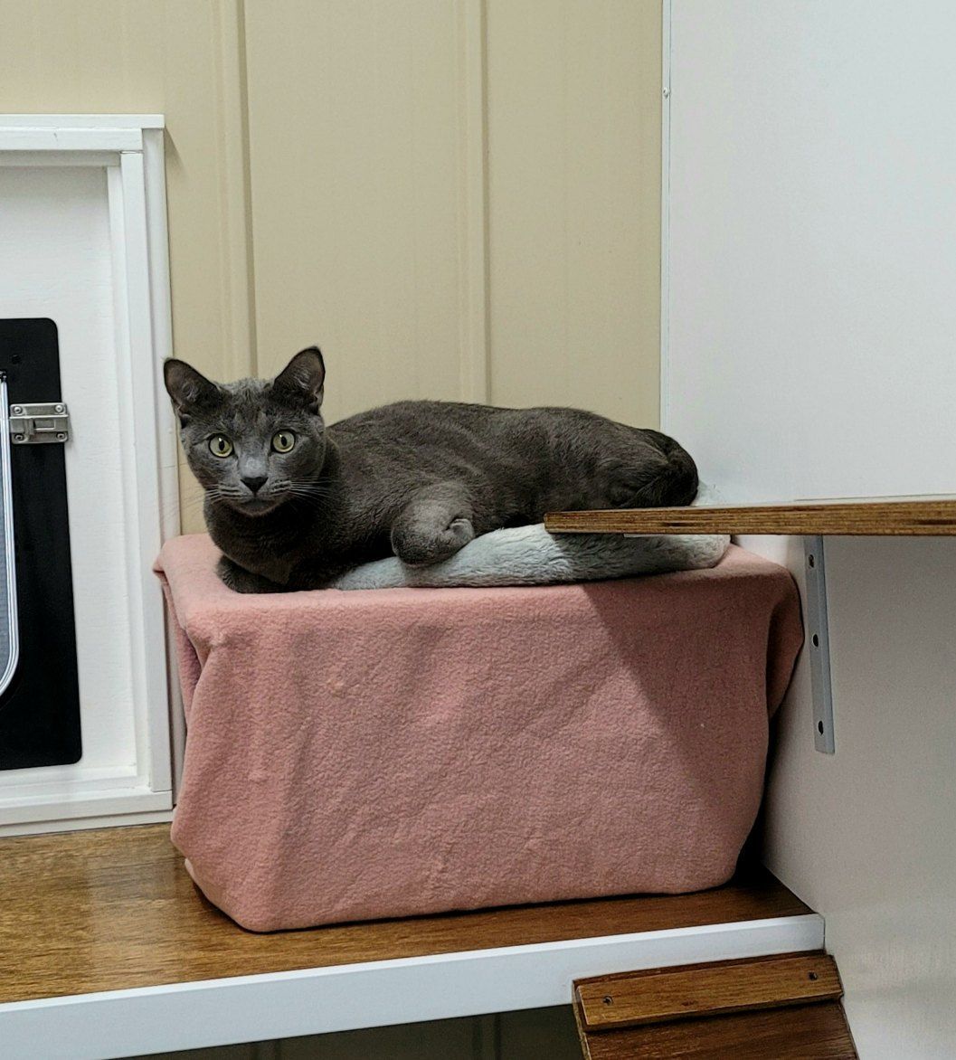 A Gray Cat Is Laying On A Pink Towel On A Shelf — Whispurrs Cat Retreat in  Beerburrum, QLD