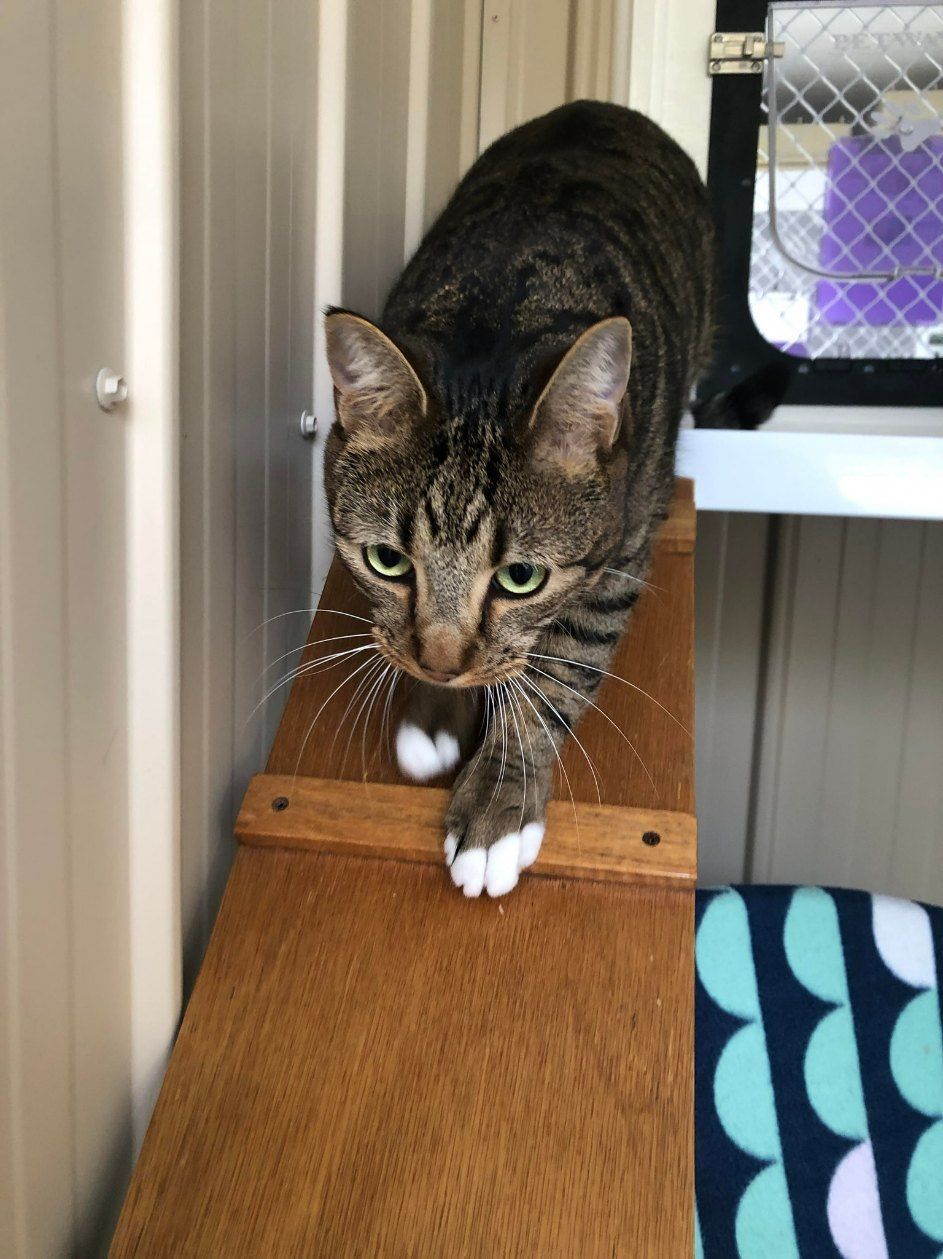 A Cat Is Standing On A Wooden Shelf And Looking At The Camera — Whispurrs Cat Retreat in  Beerburrum, QLD