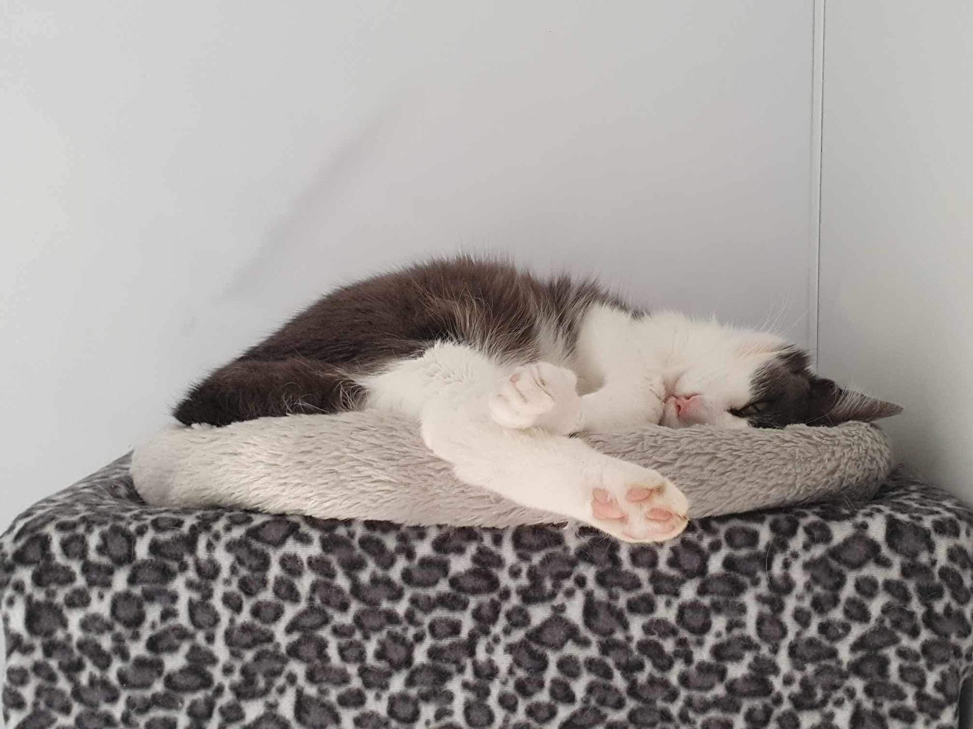 A Cat Is Sleeping In A Cat Bed On A Leopard Print Blanket — Whispurrs Cat Retreat in  Beerburrum, QLD