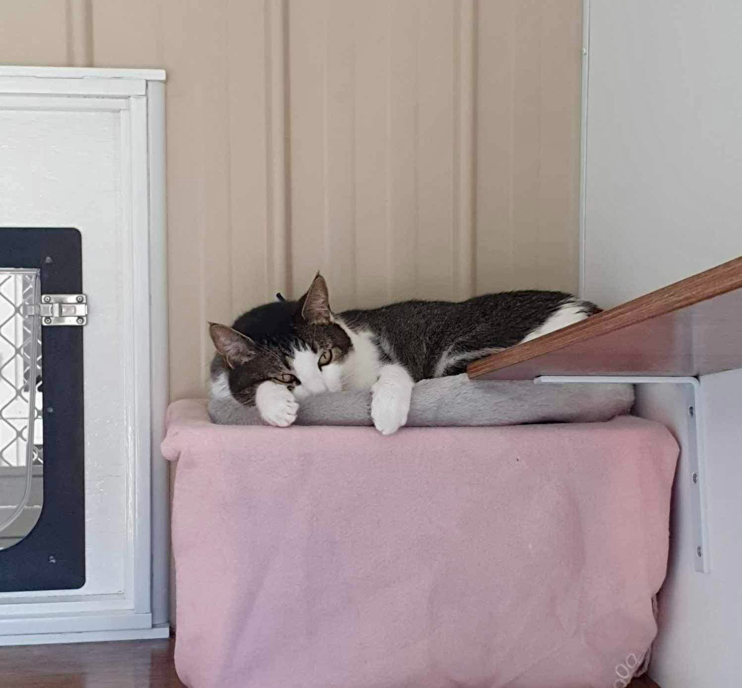 A Black And White Cat Is Laying On A Pink Blanket — Whispurrs Cat Retreat in  Beerburrum, QLD