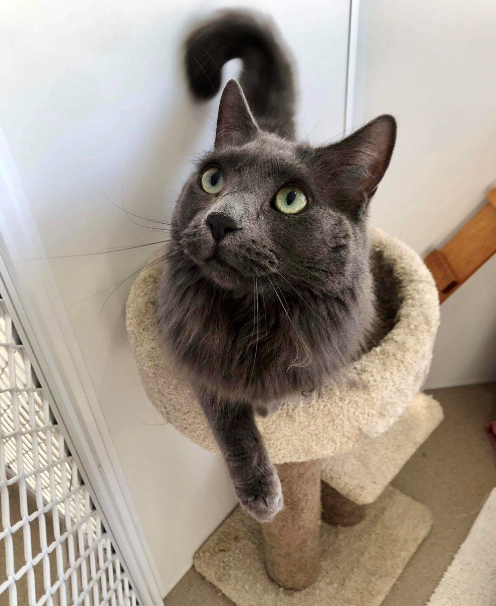 A Gray Cat Is Sitting On Top Of A Cat Tree — Whispurrs Cat Retreat in Beerburrum, QLD