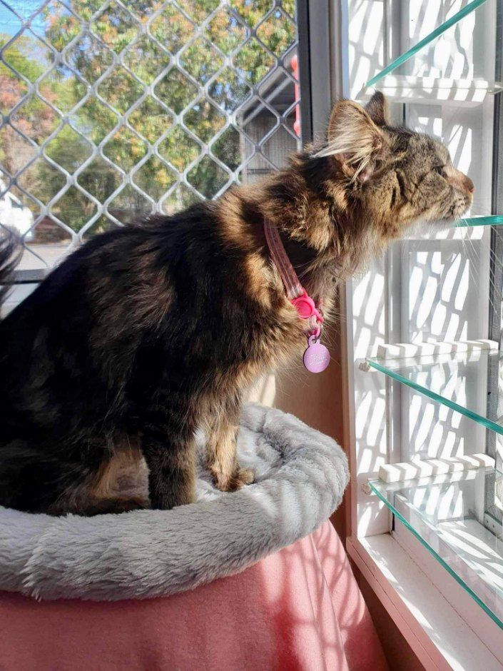 A Cat Is Sitting In A Cat Bed Looking Out A Window — Whispurrs Cat Retreat in Beerburrum, QLD