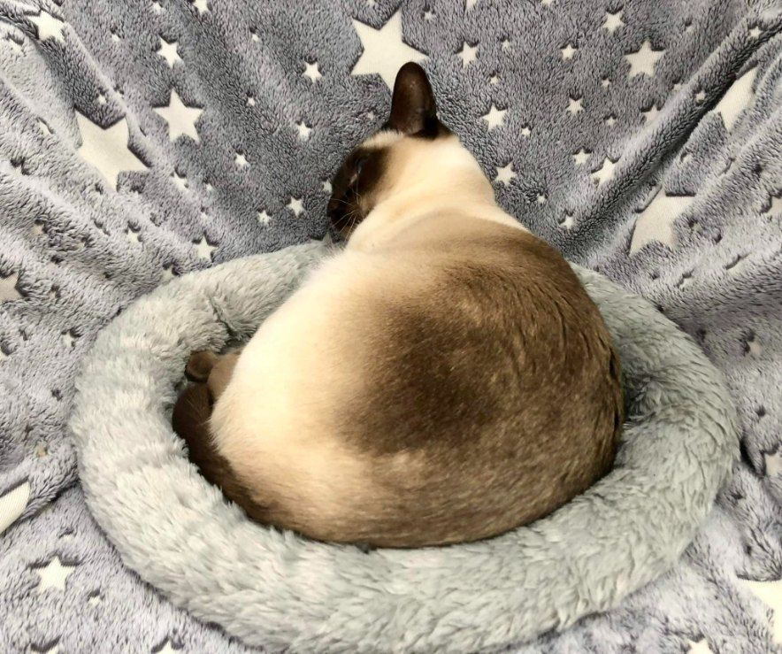 A Siamese Cat Is Sleeping On A Blanket With Stars On It — Whispurrs Cat Retreat in Beerburrum, QLD