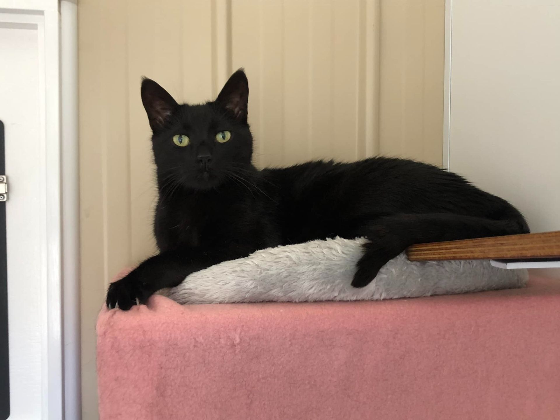 A Black Cat Is Laying On A Pink Blanket — Whispurrs Cat Retreat in Beerburrum, QLD