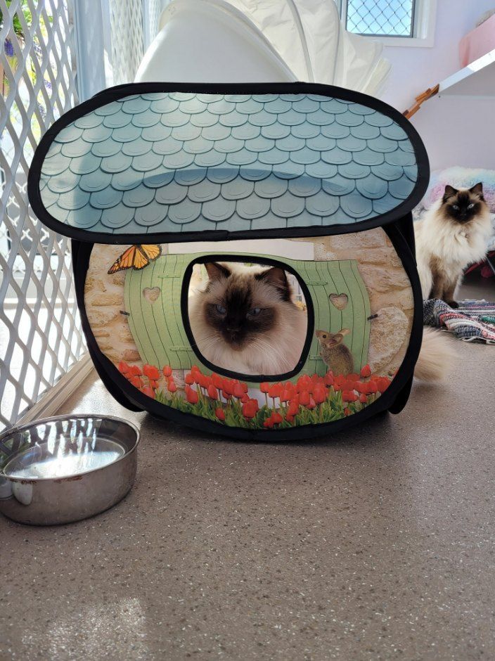 A Siamese Cat Is Sitting In A Cat House Next To A Bowl Of Water — Whispurrs Cat Retreat in Beerburrum, QLD