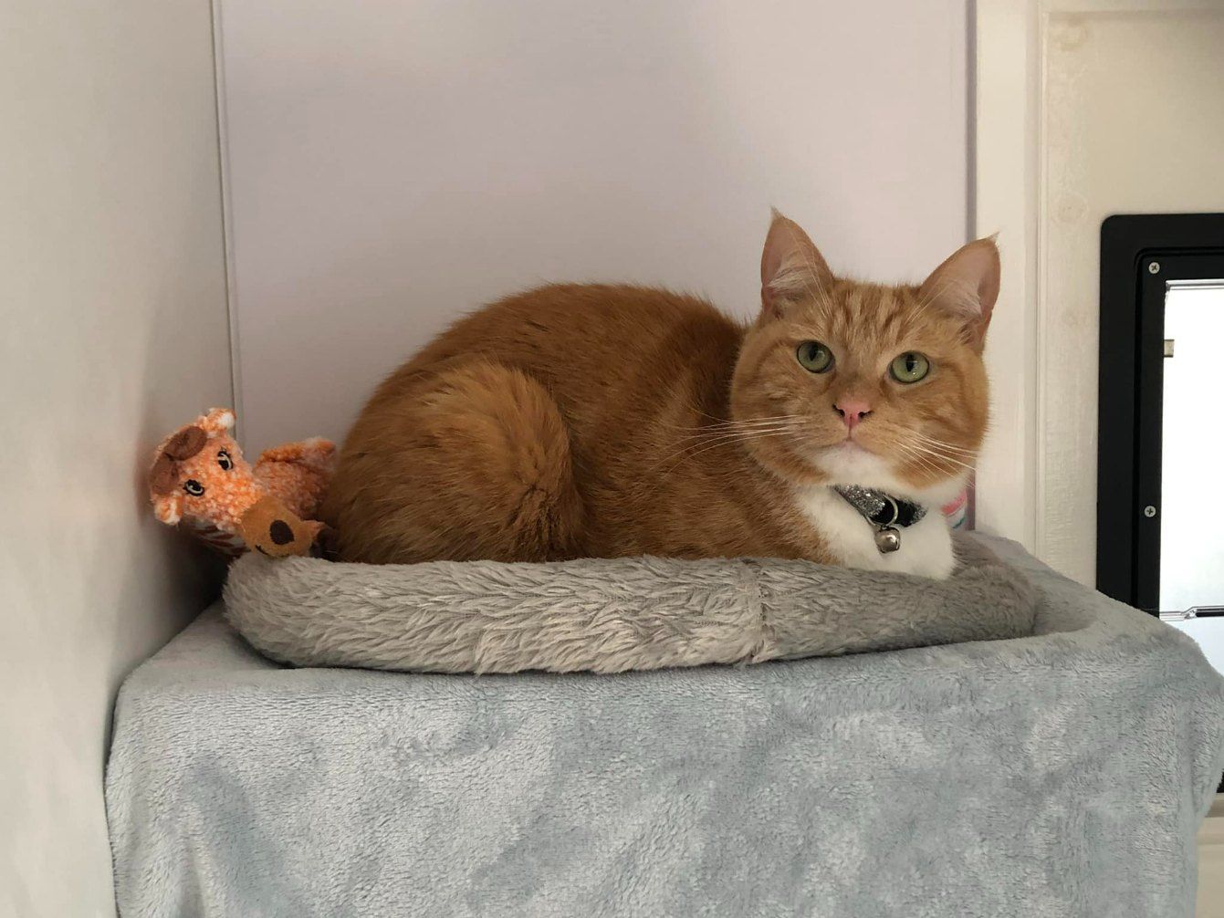 An Orange And White Cat Is Laying In A Cat Bed — Whispurrs Cat Retreat in Beerburrum, QLD