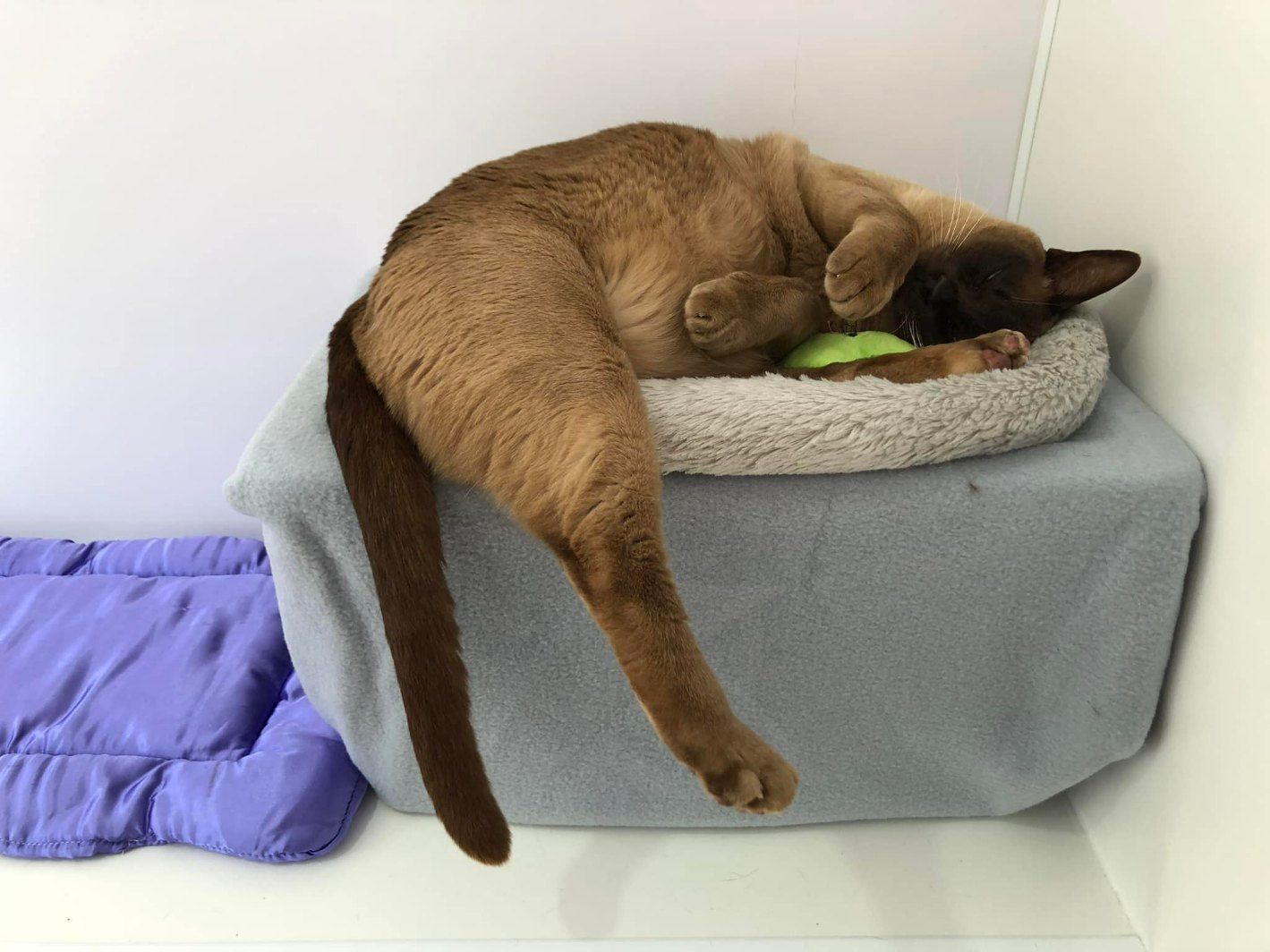A Brown Cat Is Laying On A Gray Box — Whispurrs Cat Retreat in Beerburrum, QLD