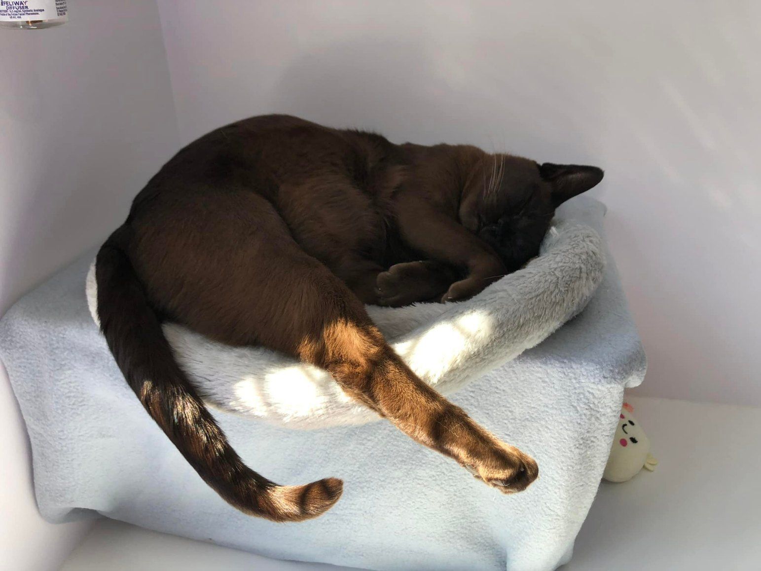 A Brown Cat Is Sleeping On A Blue Blanket — Whispurrs Cat Retreat in Beerburrum, QLD