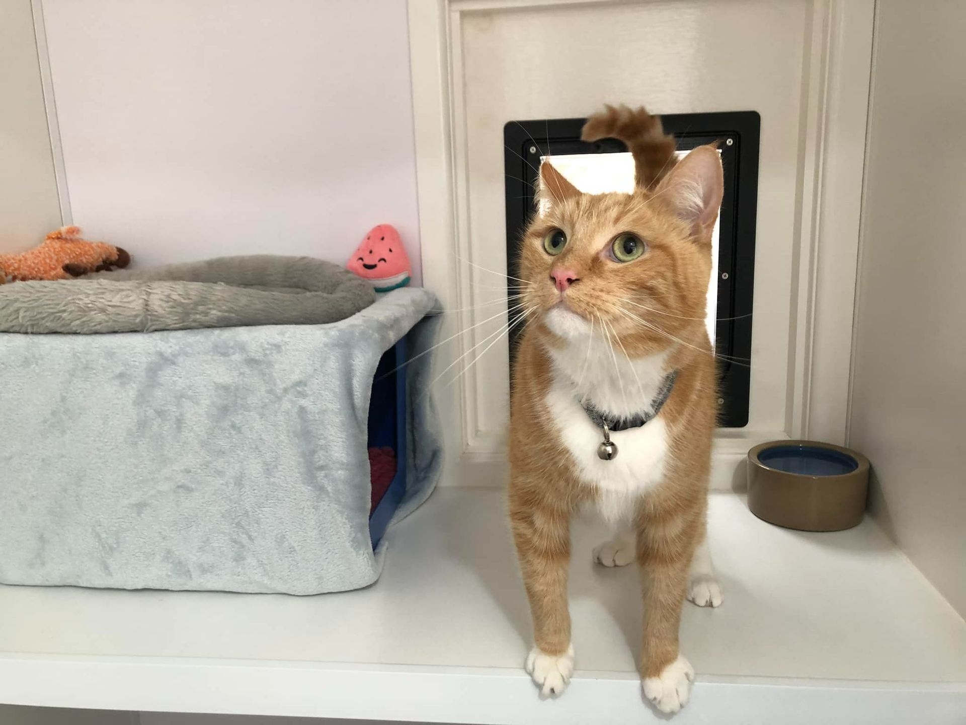 An Orange And White Cat Is Standing In Front Of A Cat Door — Whispurrs Cat Retreat in Beerburrum, QLD