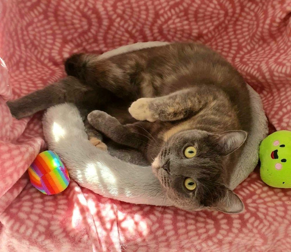 A Cat Is Laying On Its Back In A Cat Bed Next To A Toy — Whispurrs Cat Retreat in Beerburrum, QLD