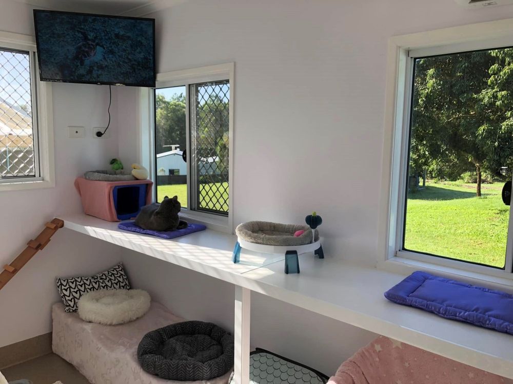 A Room With A Lot Of Windows And A Tv On The Wall — Whispurrs Cat Retreat in  Caloundra, QLD