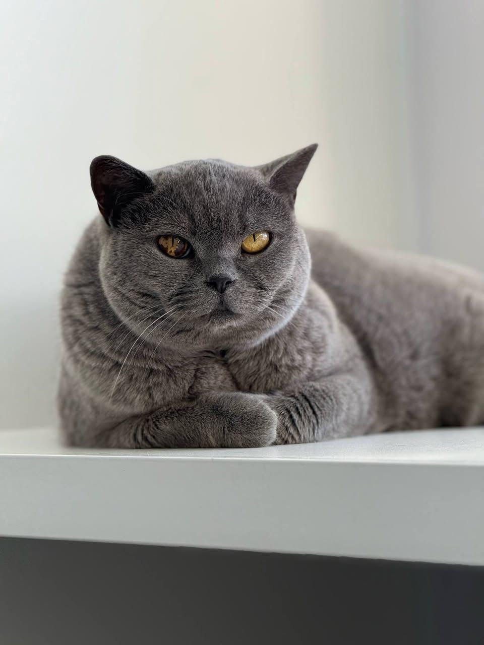 A Cat Is Sitting On A Blanket On Top Of A Staircase — Whispurrs Cat Retreat in  Beerburrum, QLD
