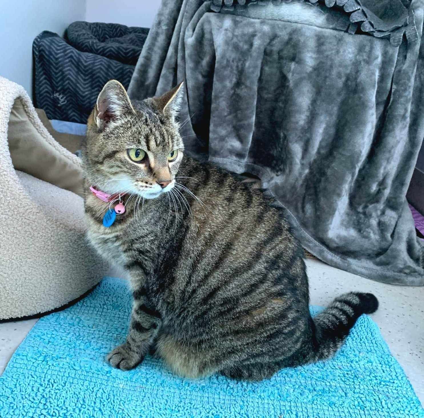 Tabby cat sitting on a blue mat, wearing a pink collar with a blue tag, looking to the left — Whispurrs Cat Retreat in Beerburrum, QLD