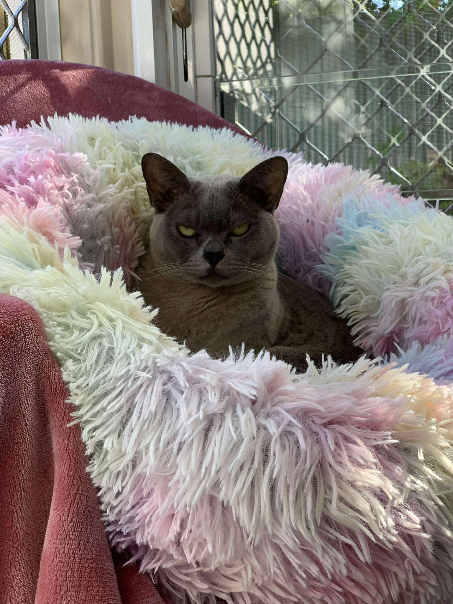 Gray cat nestled in a fluffy, pastel-colored bed; looking directly at the camera — Whispurrs Cat Retreat in Beerburrum, QLD