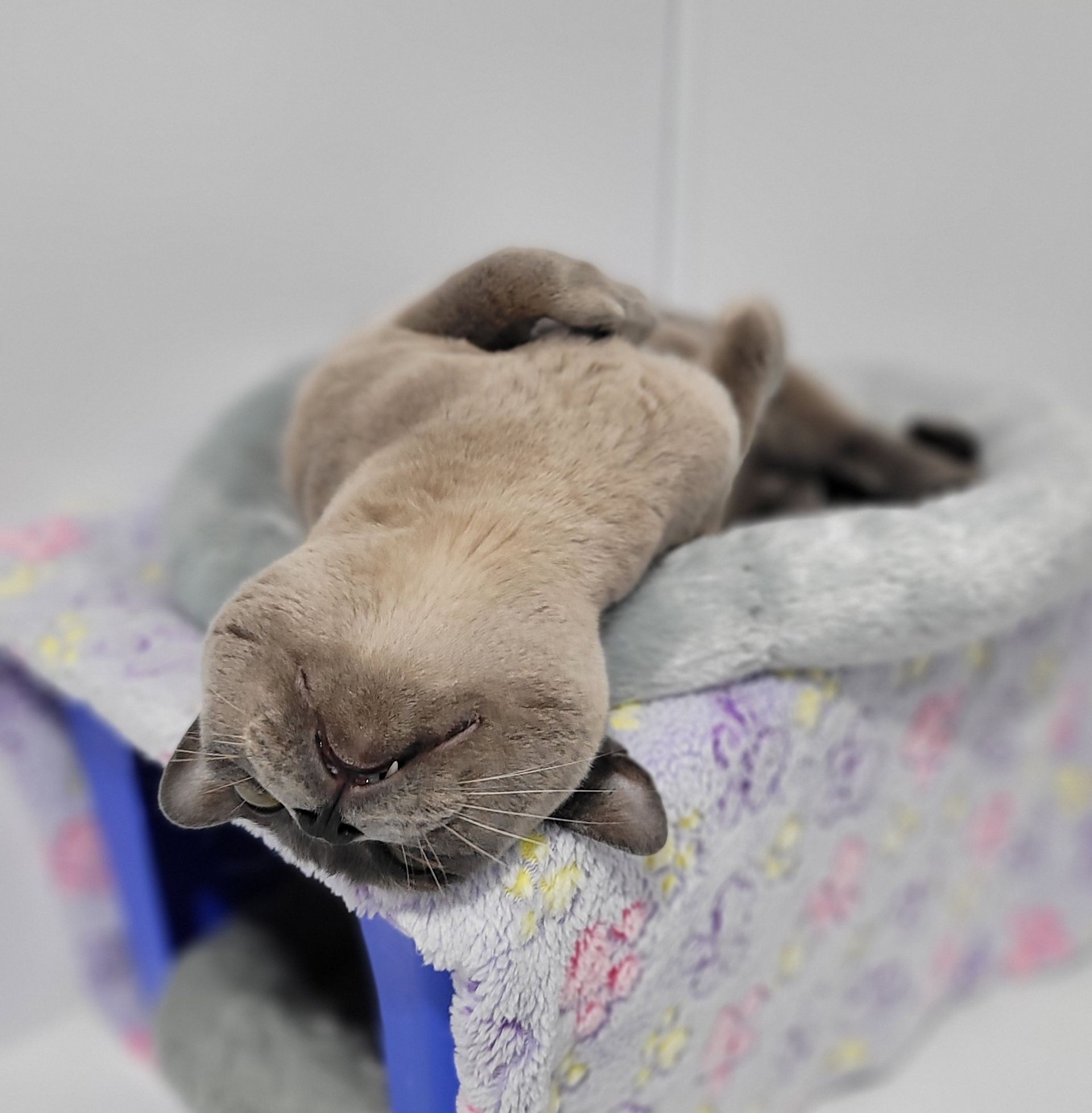 A gray cat sleeping upside down in a bed, with closed eyes and relaxed posture — Whispurrs Cat Retreat in Beerburrum, QLD