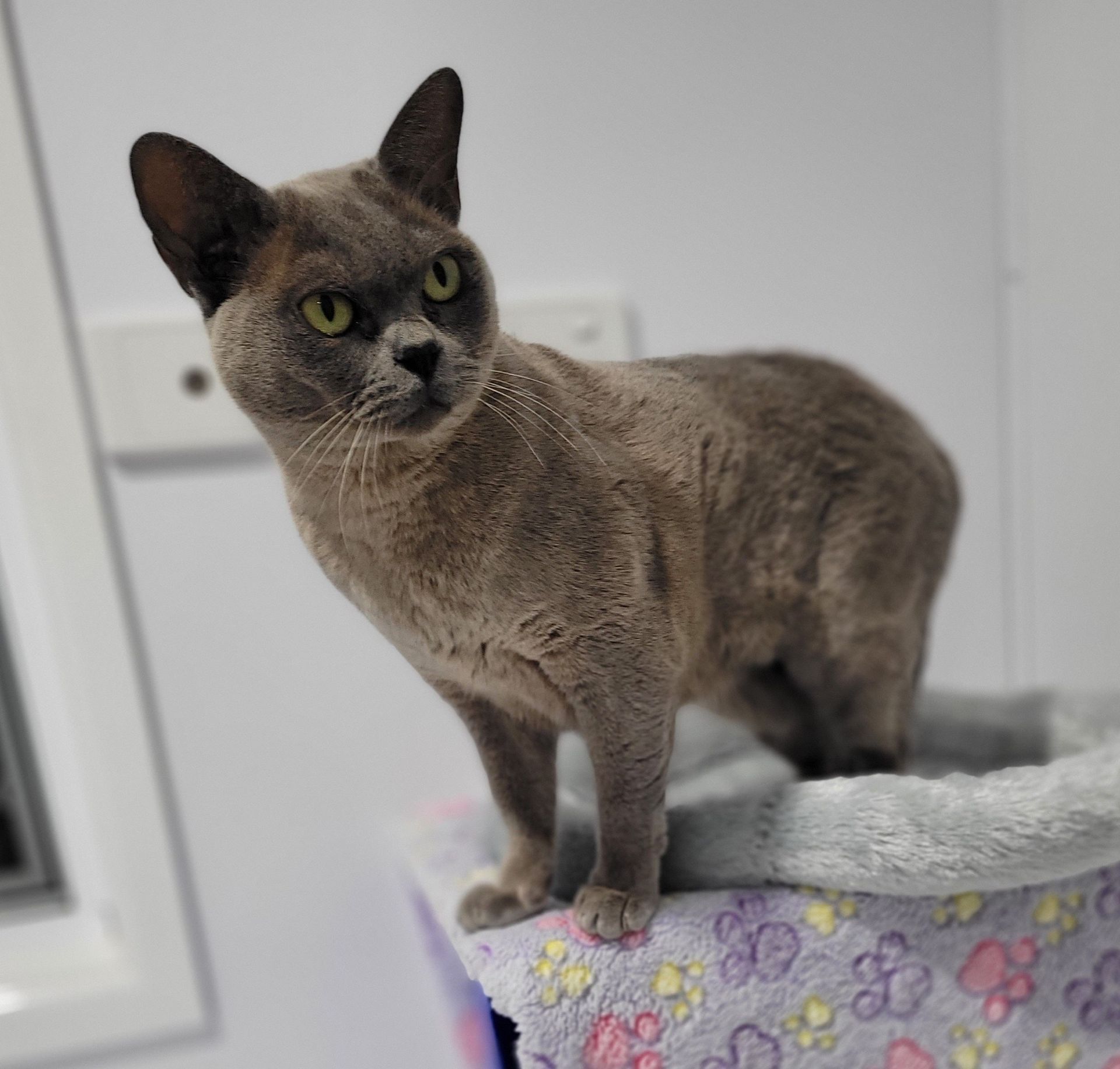 Gray Burmese cat standing in a cat bed, looking left — Whispurrs Cat Retreat in Beerburrum, QLD
