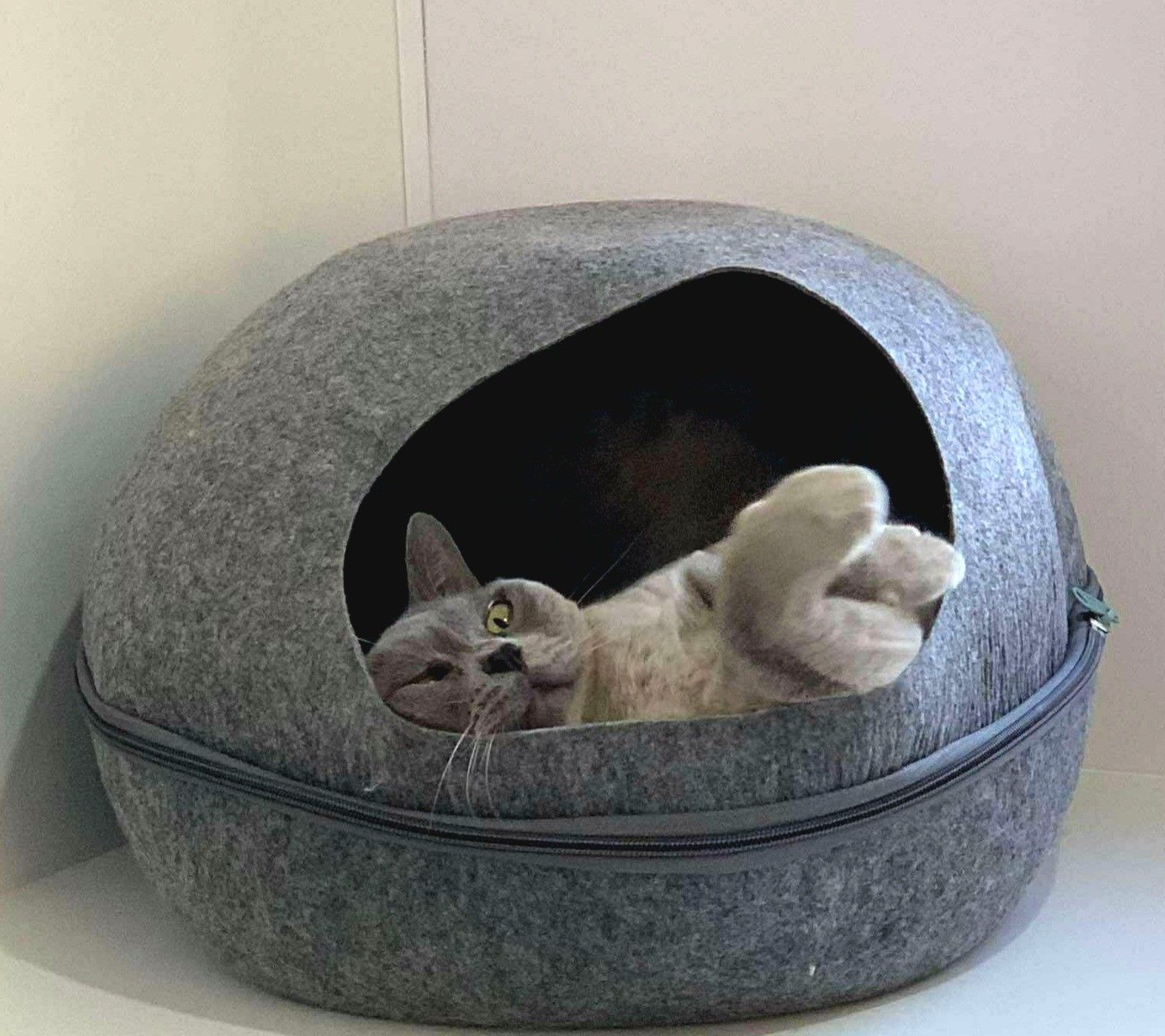 Gray cat lounging inside a gray pet bed, paws up, looking relaxed — Whispurrs Cat Retreat in Beerburrum, QLD