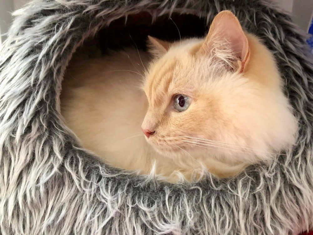 A Cat Is Laying In A Fluffy Cat Bed — Whispurrs Cat Retreat in Beerburrum, QLD