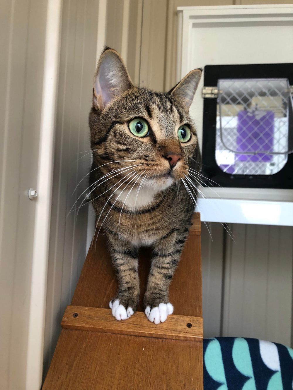 A Cat Is Standing On A Wooden Shelf And Looking At The Camera — Whispurrs Cat Retreat in Beerburrum, QLD